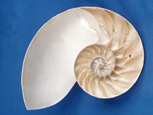 Marine Wildlife Art Prints: Nautilus - section