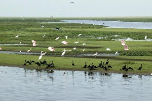 Neotropic / Olivaceus Cormorant, (Phalacrocorax olivaceus), American Wood Stork (Mycteria americana), Great Egret (Casmerodius albus), Roseatte / Roseate Spoonbill, (Ajaja ajaja) Neotropic / Olivaceus Cormorant, (Phalacrocorax olivaceus), American Wood Stork (Mycteria americana), Great Egret (Casmerodius albus), Roseatte / Roseate Spoonbill, (Ajaja ajaja)