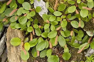 Willow Tree Prints: Net-leaved willow