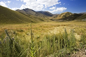 New Zealand - gently rolling hills and wide open spaces New Zealand - gently rolling hills and wide open spaces
