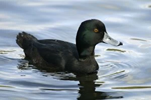 Images Dated 13th September 2003: New Zealand Scaup / Black Teal Female Western Springs, Auckland, New Zealand