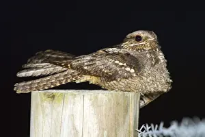 Nightjar Bird Prints: Nightjar - on a post