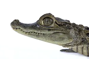 Jean Michel Labat Photographer Prints: Nile Crocodile - studio