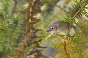 Nine-spined Stickleback - an adult female photographed underwater amongst hornwort Nine-spined Stickleback - an adult female photographed underwater amongst hornwort