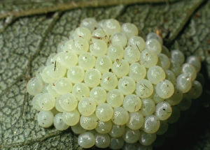 Noctuid Moth - Egg Cluster on blackthorn Noctuid Moth - Egg Cluster on blackthorn