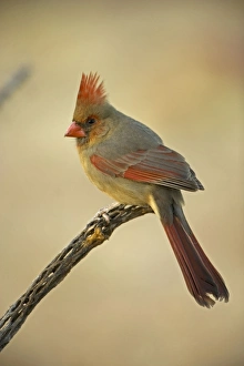 Northern Cardinal - Female, perched on ocotillo Northern Cardinal - Female, perched on ocotillo