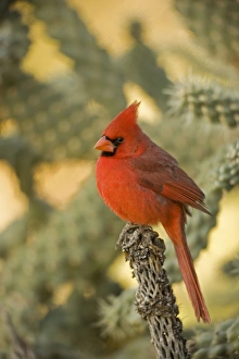 Northern Cardinal - Male, Perched on ocotilla Northern Cardinal - Male, Perched on ocotilla