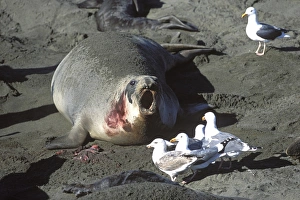 Northern Elephant Seal - female trying to chase away the gulls which want to eat the Northern Elephant Seal - female trying to chase away the gulls which want to eat the