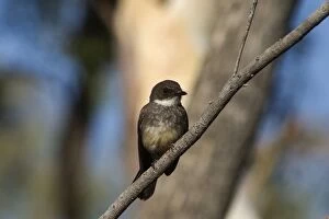 Images Dated 21st August 2004: Northern Fantail - Found only across northern Australia. Inhabits rainforest margins