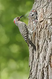 Personal Use Bird Prints: Northern Flicker