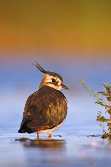 Northern Lapwing - Waterlevel perspective of bird standing in shallow water Northern Lapwing - Waterlevel perspective of bird standing in shallow water