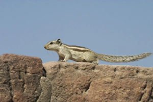 Northern Palm / Five-striped Palm SQUIRREL Northern Palm / Five-striped Palm SQUIRREL