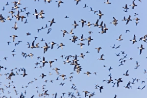 Northern Pintail - flock in flight Northern Pintail - flock in flight