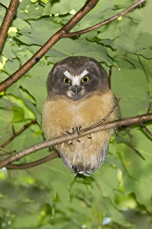 Northern Saw-whet Owl - fledgling out of the nest cavity for 5 days Northern Saw-whet Owl - fledgling out of the nest cavity for 5 days