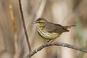 Northern Waterthrush - singing on territory in spring Northern Waterthrush - singing on territory in spring