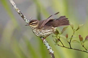 Northern Waterthrush - on territory in spring Northern Waterthrush - on territory in spring