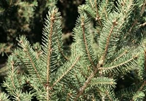 Images Dated 20th October 2004: Norway Spruce