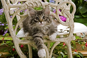 Norwegian Forest Cat - kitten sitting on chair with flowers Norwegian Forest Cat - kitten sitting on chair with flowers