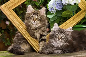 Norwegian Forest Cat - two kittens with picture frame & flowers Norwegian Forest Cat - two kittens with picture frame & flowers