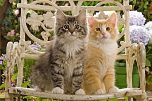 Norwegian Forest Cat - two kittens sitting on chair & flowers Norwegian Forest Cat - two kittens sitting on chair & flowers