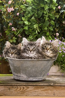 Norwegian Forest Cat - three kittens in tin pail Norwegian Forest Cat - three kittens in tin pail