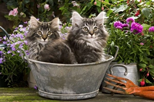 Norwegian Forest Cat - two kittens in tin pail Norwegian Forest Cat - two kittens in tin pail