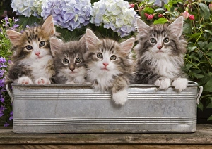 Norwegian Forest Cat - four kittens in tin windowbox Norwegian Forest Cat - four kittens in tin windowbox