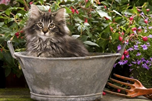 Norwegian Forest Cat - in metal planter with flowers Norwegian Forest Cat - in metal planter with flowers