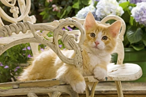 Norweigan Forest Cat - on chair Norweigan Forest Cat - on chair