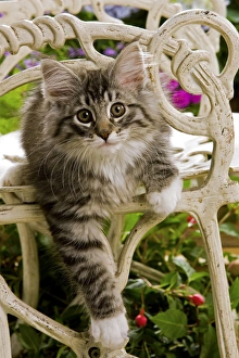Norweigan Forest Cat - kitten on chair Norweigan Forest Cat - kitten on chair