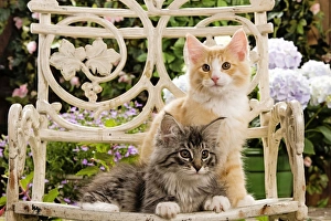 Norweigan Forest Cat - two kittens on chair Norweigan Forest Cat - two kittens on chair