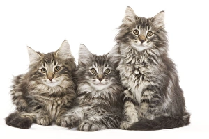 Norweigan Forest Cat - three kittens in studio Norweigan Forest Cat - three kittens in studio