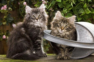 Norweigan Forest Cat - two kittens with watering can Norweigan Forest Cat - two kittens with watering can