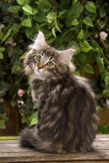 Norweigan Forest Cat - sitting Norweigan Forest Cat - sitting