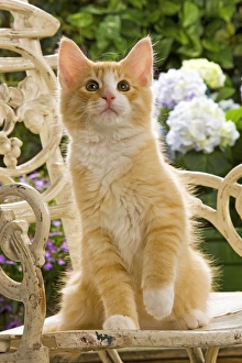 Norweigan Forest Cat - sitting on chair Norweigan Forest Cat - sitting on chair