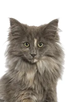 Semi Longhair Cat Breeds Prints: Nowegian Forest cat - in studio