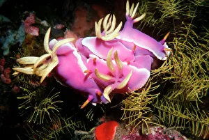 Nudibranch - Pink Nudibranchs in a group mating bunch Nudibranch - Pink Nudibranchs in a group mating bunch