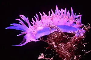 Nudibranch / Sea Slug - Purple Nudibranch / Sea Slug - Purple