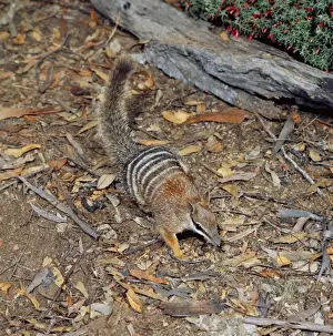 Australasian Wildlife Photos Prints: Numbat - amongst leaf litter