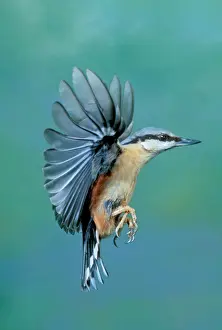 Bird Photography Prints For Sale Prints: Nuthatch In flight