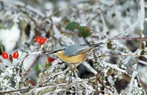 Prints of WAT-229 Nuthatch - in winter Sitta europaea M. Watson Please note that prints are for personal display purposes only and may not be reproduced in anyway. Nuthatch Prints: Nuthatch in Winter Print (WAT-229)