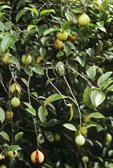 Tropical Fruit Plants Prints: Nutmeg - bush with fruit
