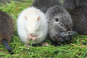 Nutria / Coypu - albino young animal feeding on grass Nutria / Coypu - albino young animal feeding on grass