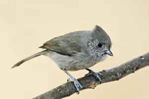 Personal Use Bird Artwork Prints: Oak Titmouse