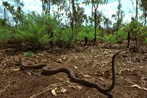 Northern Territory Reptiles Prints: Oenpelli Rock Python - Arnhemland, Northern Territory, Australia JPF00083