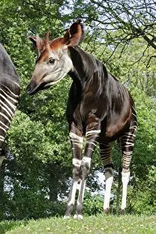 Prints of WAT-16612 Okapi - male. In captivity Copenhague, Denmark okapia johnstoni M. Watson Please note that prints are for personal display purposes only and may not be reproduced in any way. Cercopithecidae Prints: Okapi - Male Print (WAT-16612)