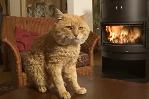 Vintage Cat Art Prints: Old Cat - In front of fire