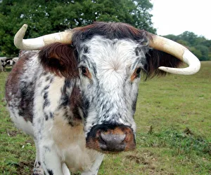 Old English Longhorn cattle - used for conservation grazing Old English Longhorn cattle - used for conservation grazing