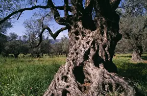 Ancient Olive Tree Prints: Old Olive Tree Crete