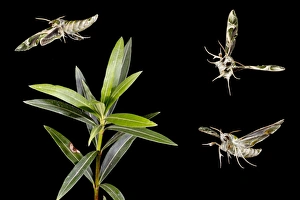 Oleander Hawkmoth - group flying around Oleander plant Oleander Hawkmoth - group flying around Oleander plant